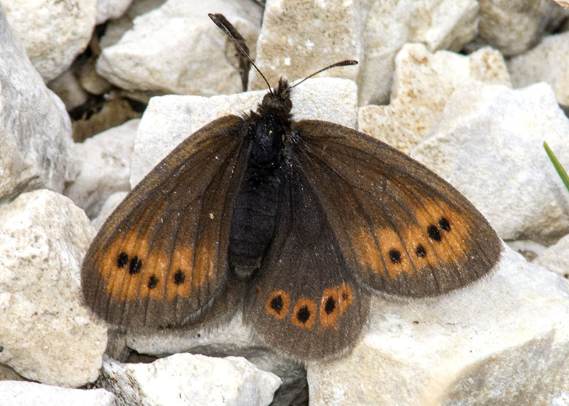 Erebia epiphron  (dal Gran Sasso)